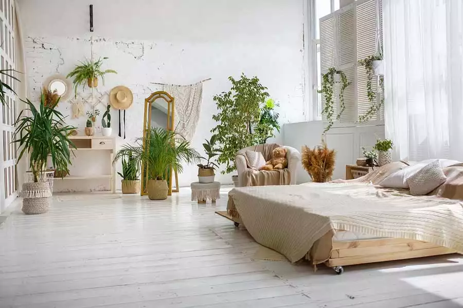 plantes d'intérieur: chambre