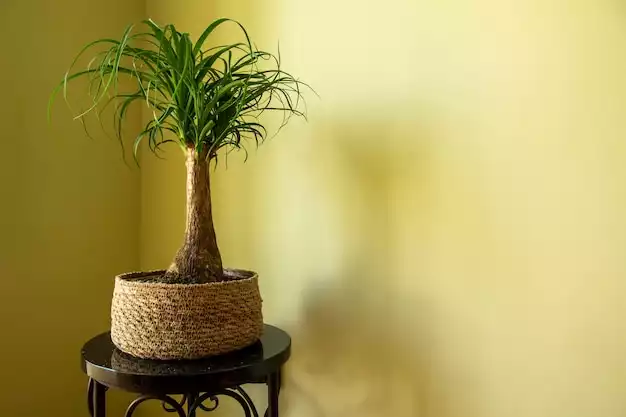 arbuste tropical dans un pot en rotin