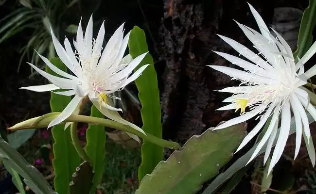 Cactus orchidée plante exotique