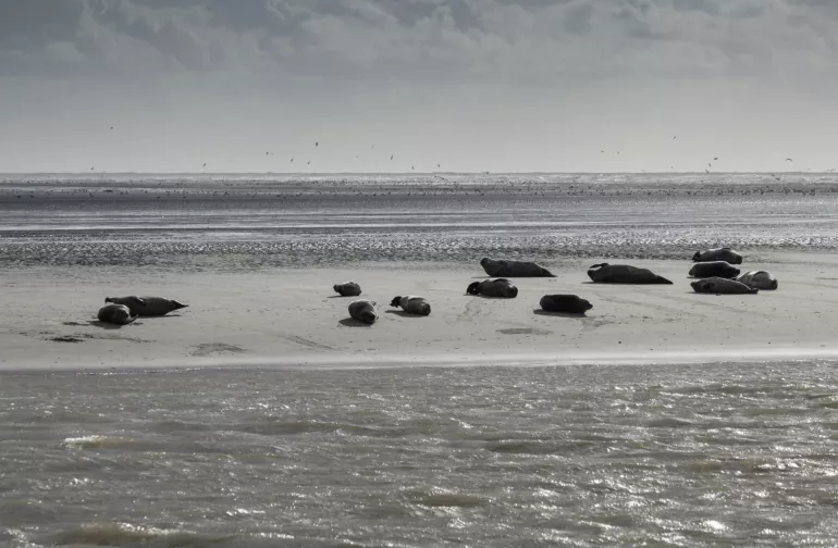 Les sentiers de la baie d'Authie