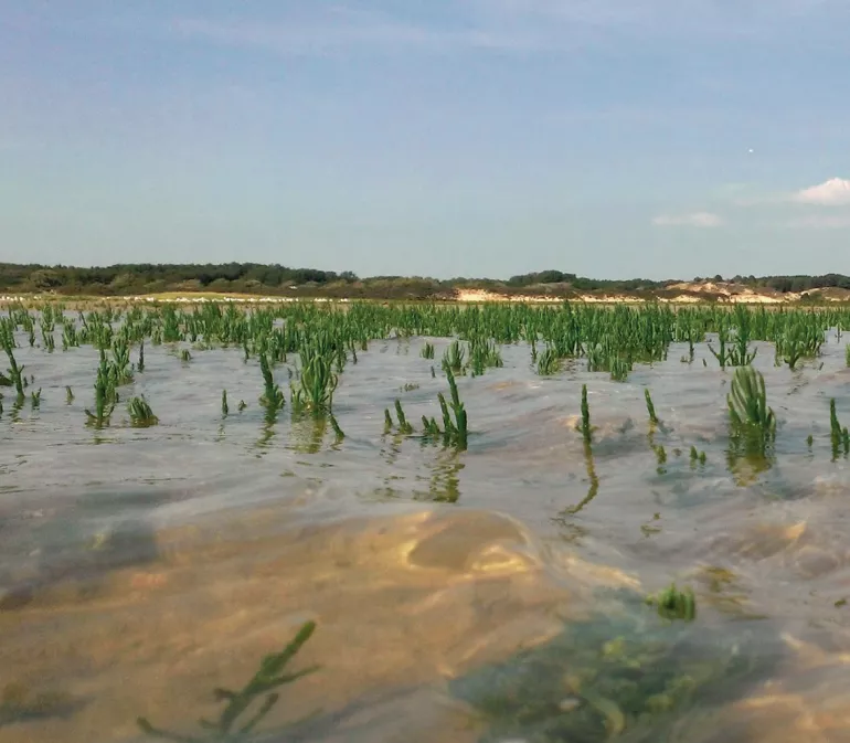 Les sentiers de la baie d'Authie