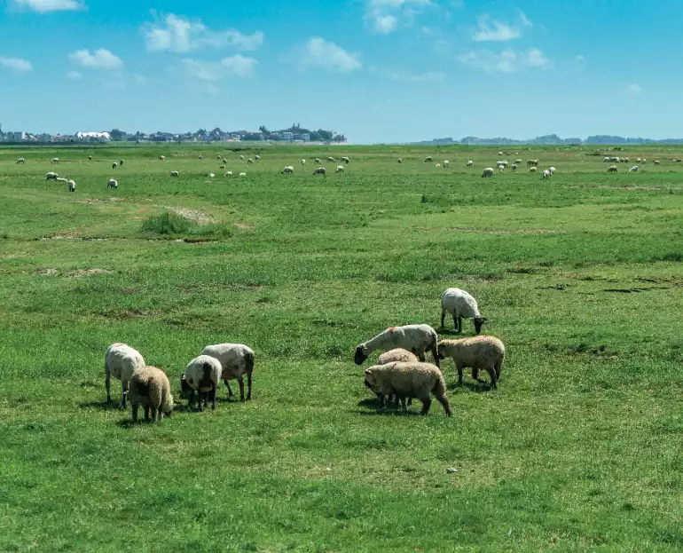 Les moutons de lestran, véritables emblèmes de la baie de Somme