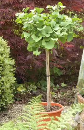 Ginkgo Biloba - Markien' tige - ROUÉ PÉPINIÈRE