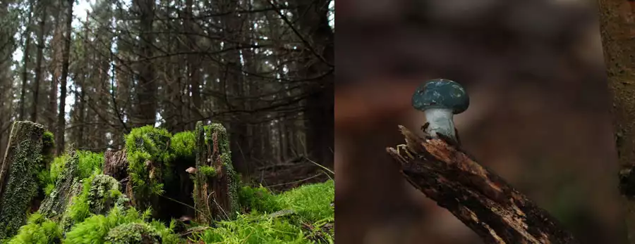 La nature autour de la cabane