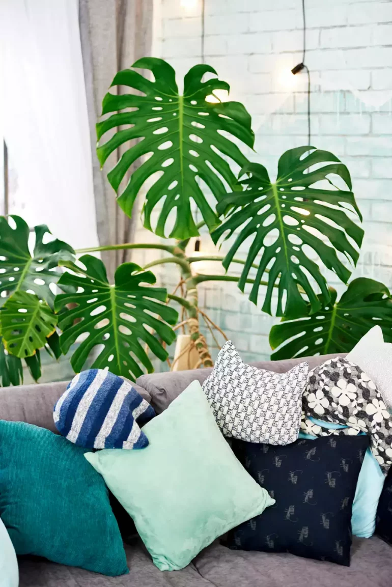 Le-philodendron plante verte