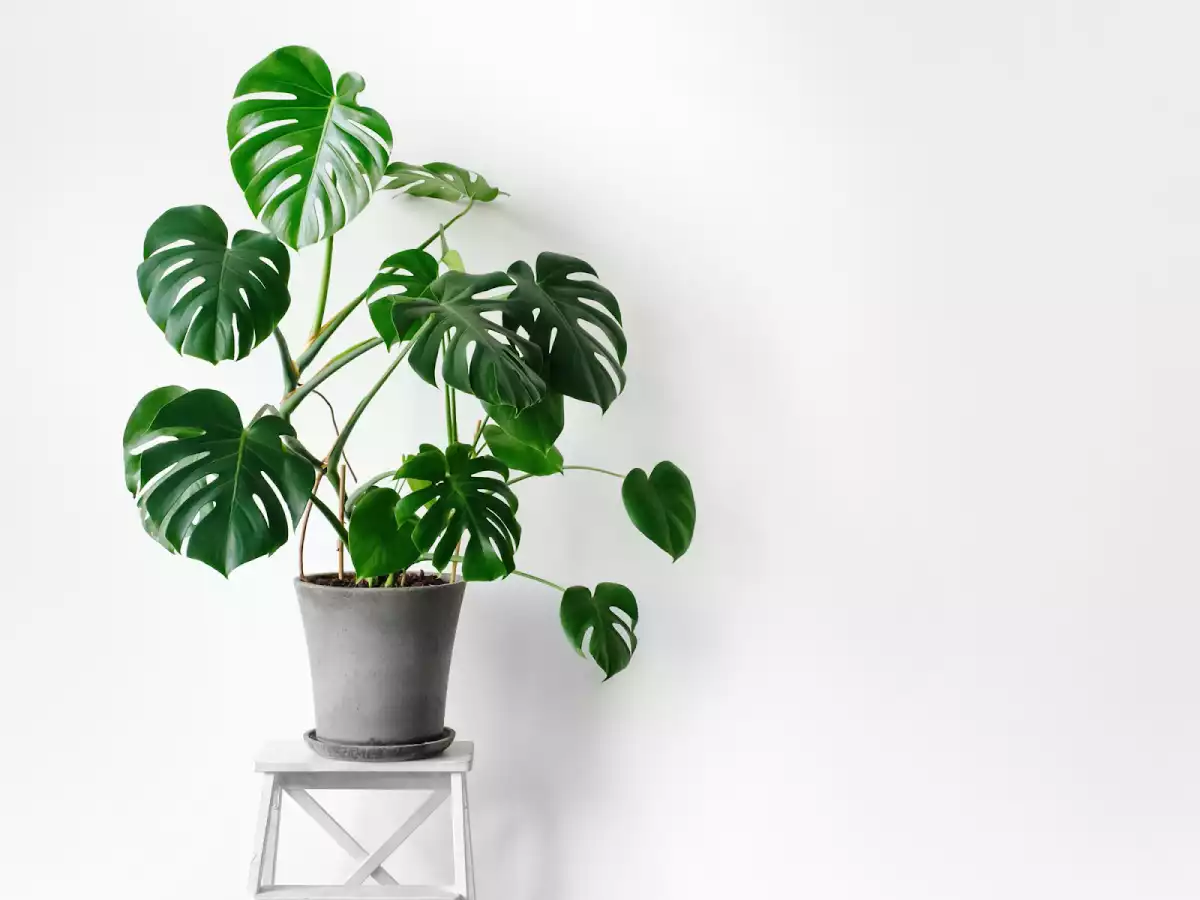 Monstera Deliciosa plante décoration