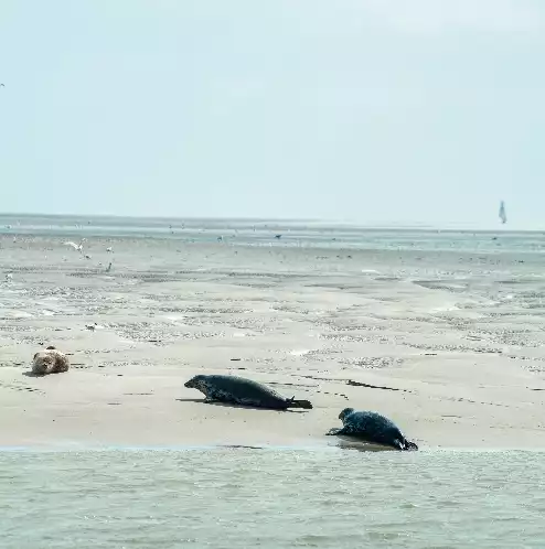 Les trois baies ont un point commun et pas des moindres : celui d'accueillir des centaines de phoques gris et veaux marins. A vos jumelles !