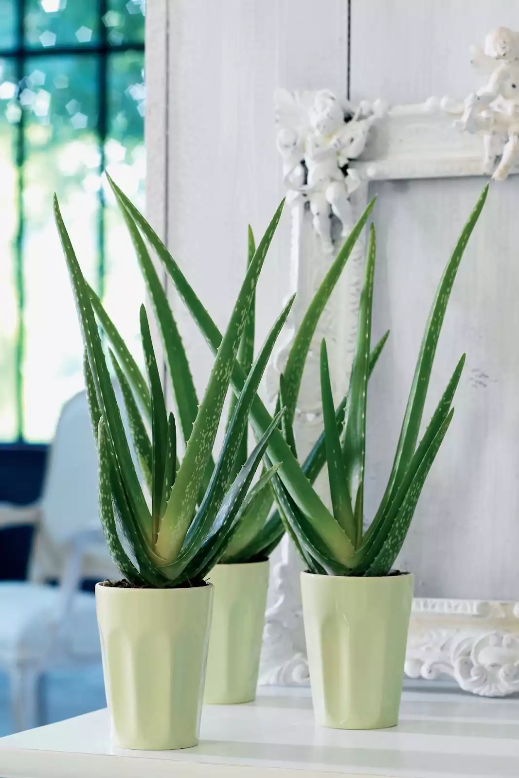 Aloe Vera plante tropicale en pot