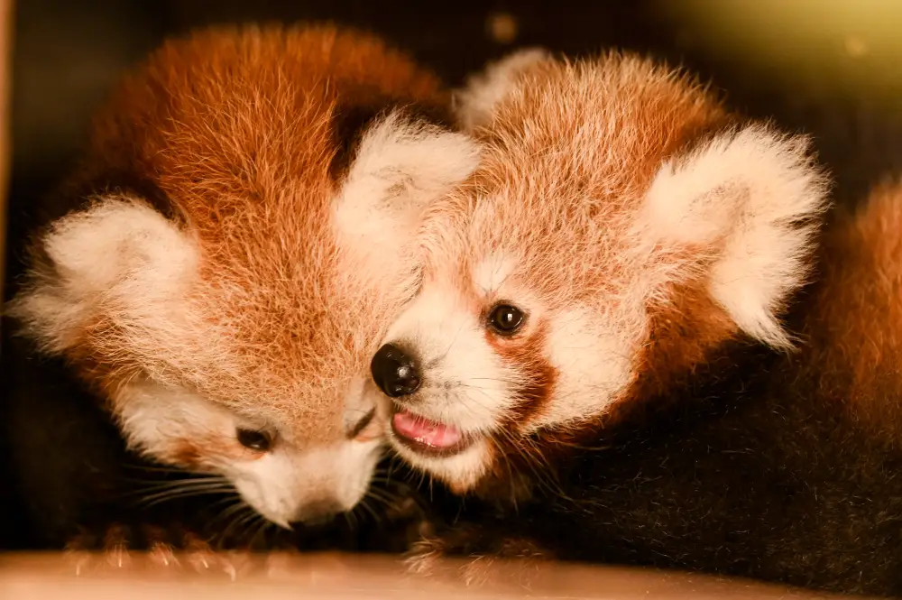 Pandas roux Bio-Topia