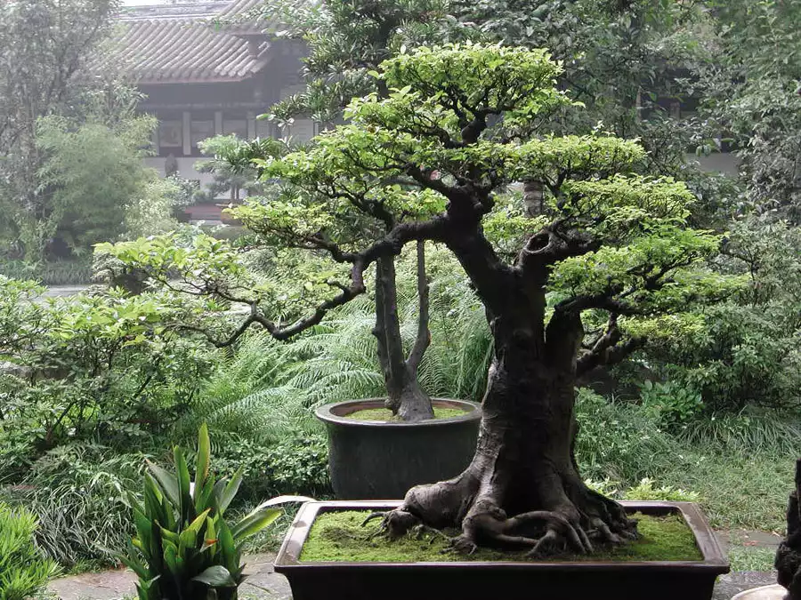 bonsaïs japonais