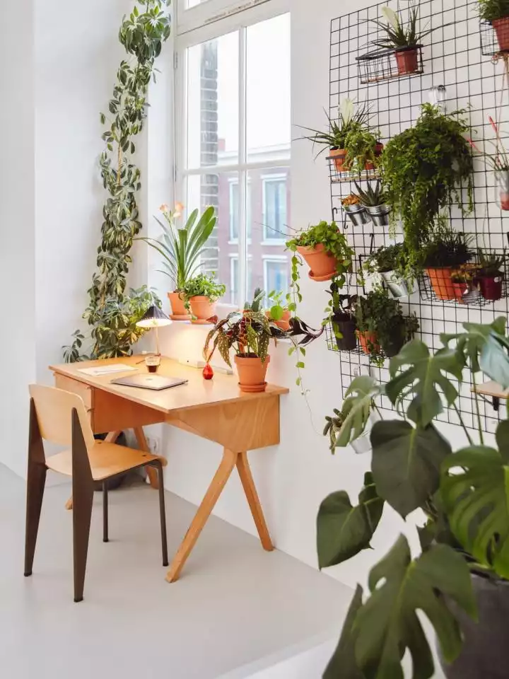 bureau végétal avec plantes tropicales