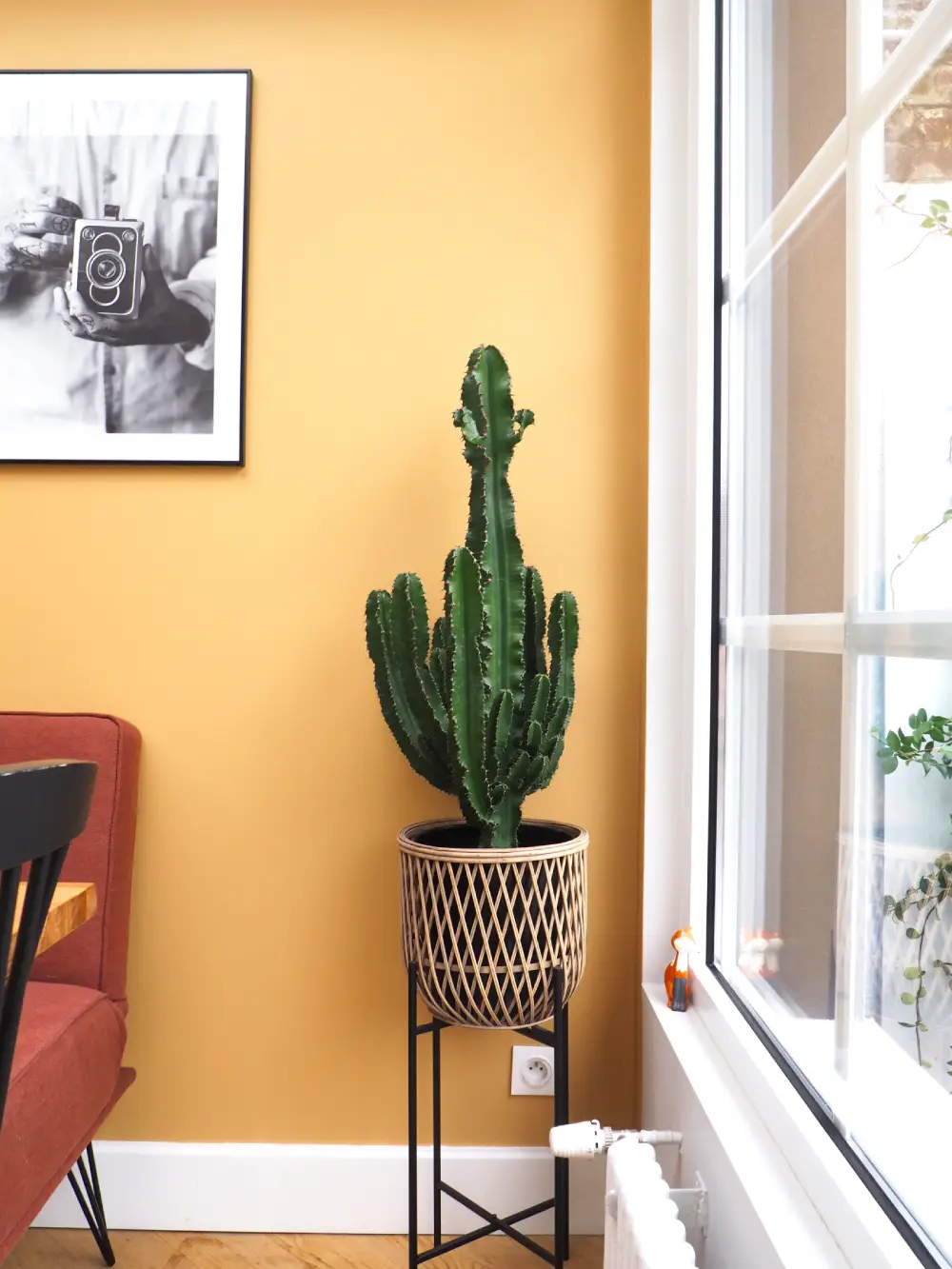 Cactus devant un mur jaune