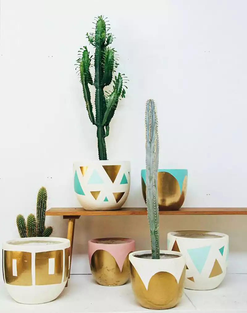 Collection de cactus