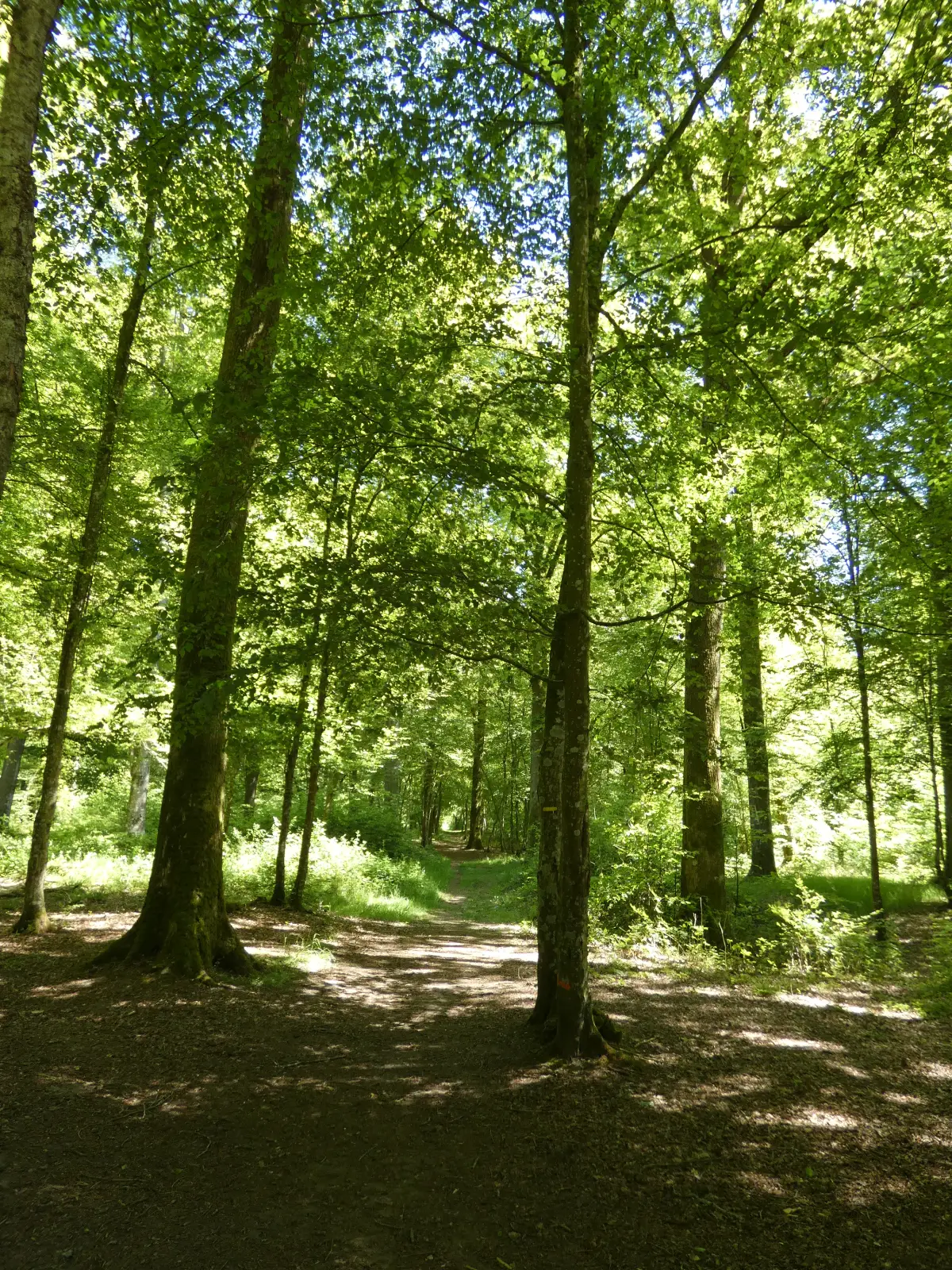 Forêt de Crécy-en-Ponthieu