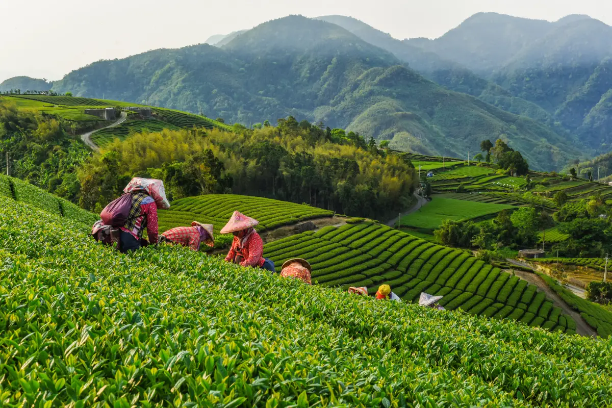 Culture du thé Oolong