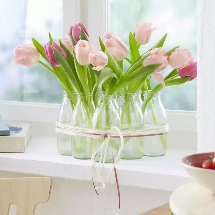 plantes : tulipe vase