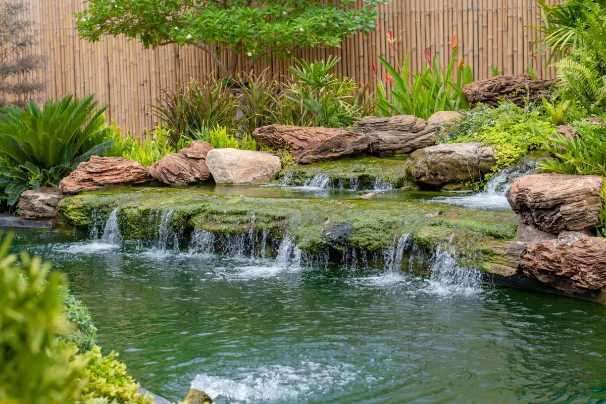 Décor de piscine naturelle avec cascade, rochers et plantes aquatiques
