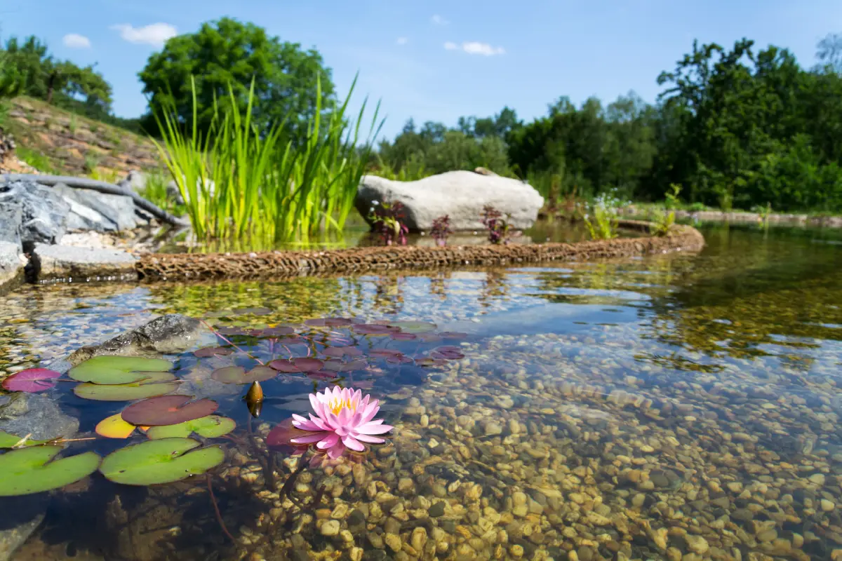 Zoom piscine naturelle : nénuphar, gravier au fond de l'eau, plantes aquatiques