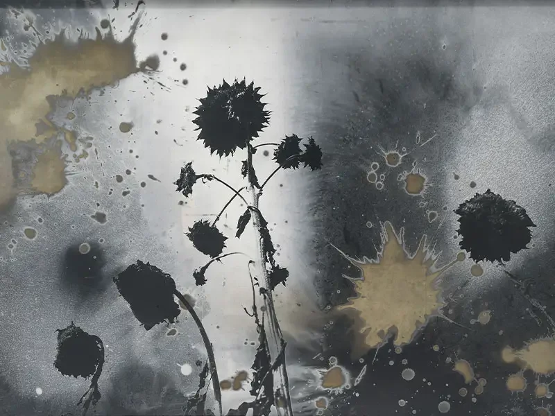Sonnenblumen par Anselm Kiefer, tirage photographique argentique teinté sous verre