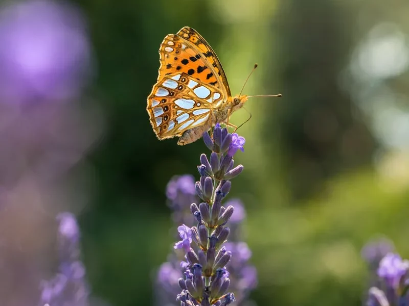 Papillon et fleurs : biodiversité du jardin