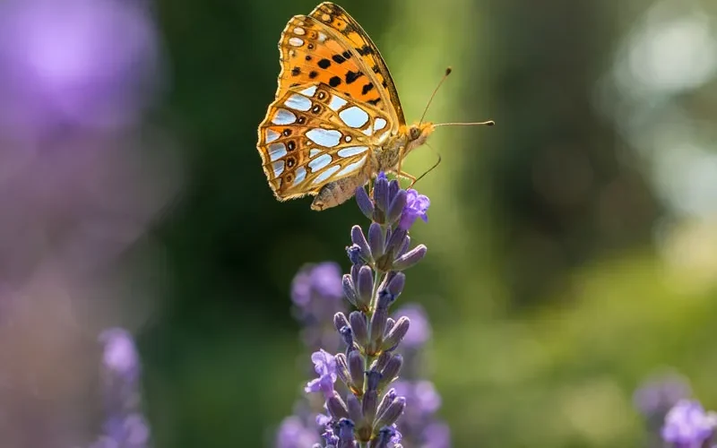 Papillon et fleurs : biodiversité du jardin