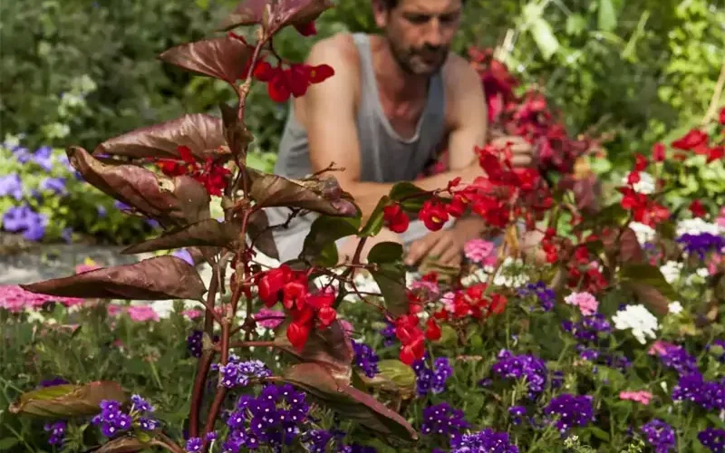 Jardin sauvage de Dries Delanote