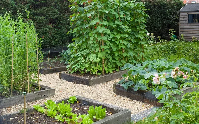 Cultures et potager
