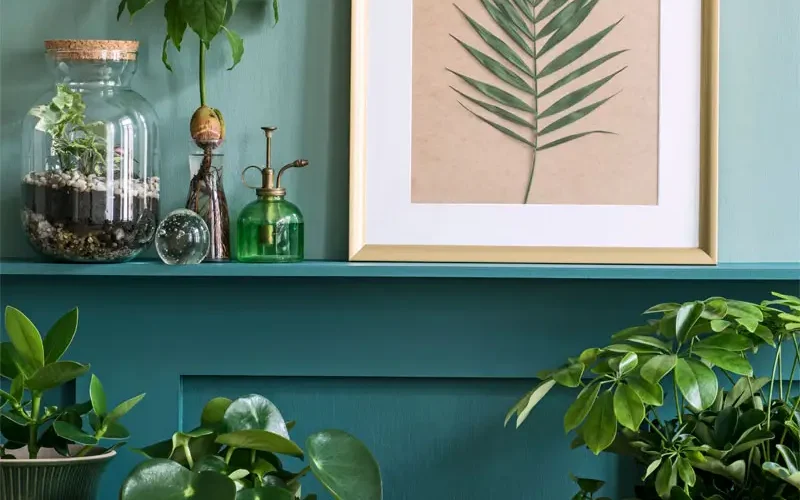 Plantes vertes d'intérieur