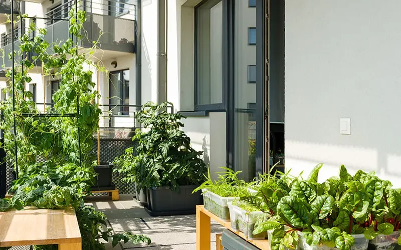 Potager sur balcon