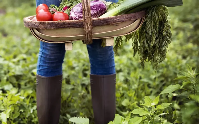 Légumes du jardin issus du potager