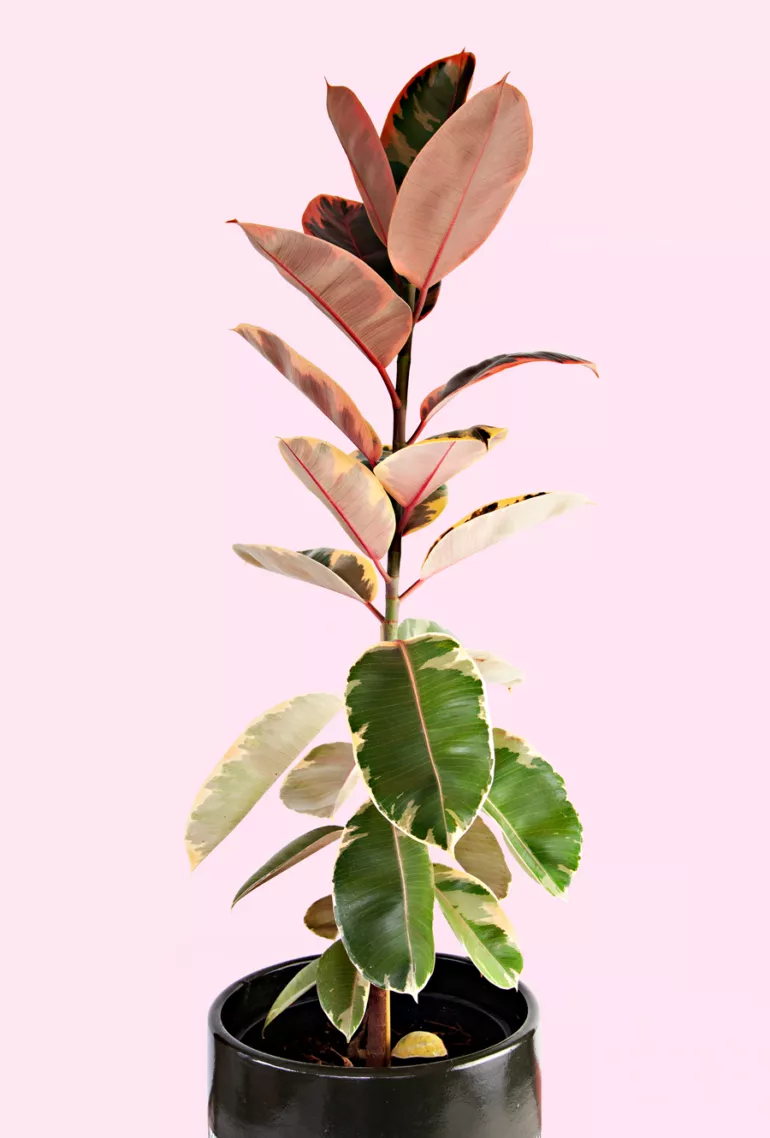 ficus rose