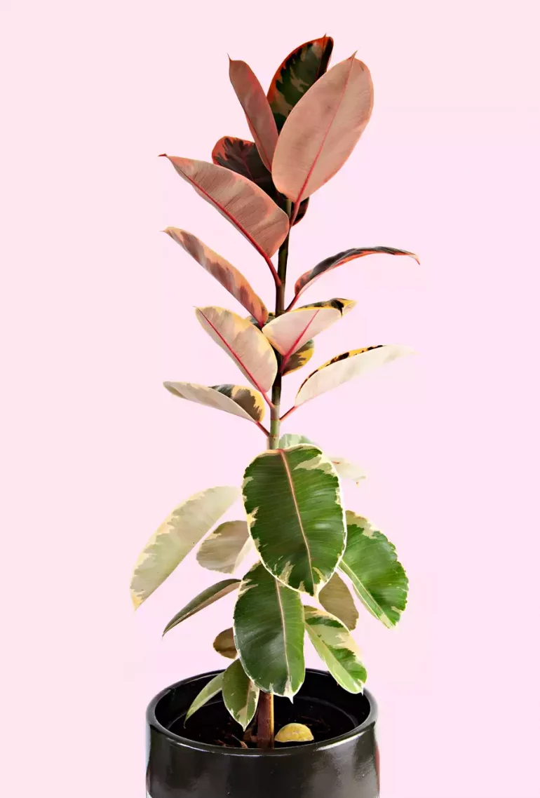 ficus rose