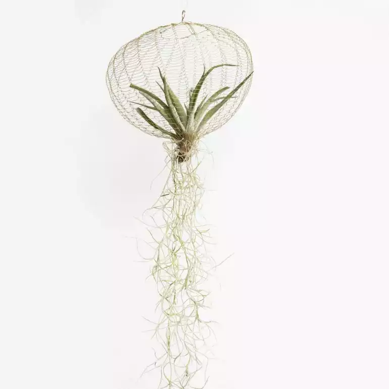 Fleux - garden party - plante - extérieur