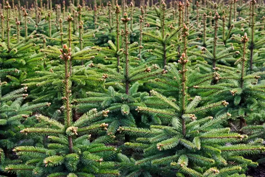 Fôret de sapin