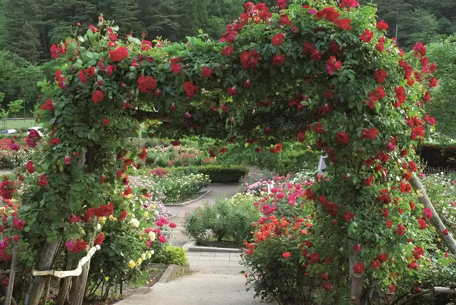 Jardin à l'angaise