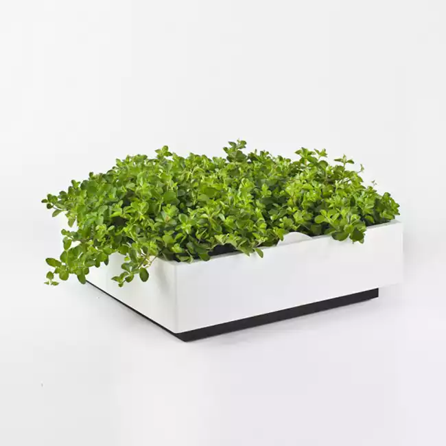 Le Mur Végétal Karoo - disponible sur la boutique Visite Deco