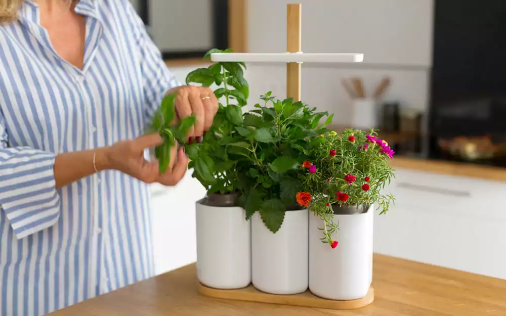 Mini potager d'intérieur