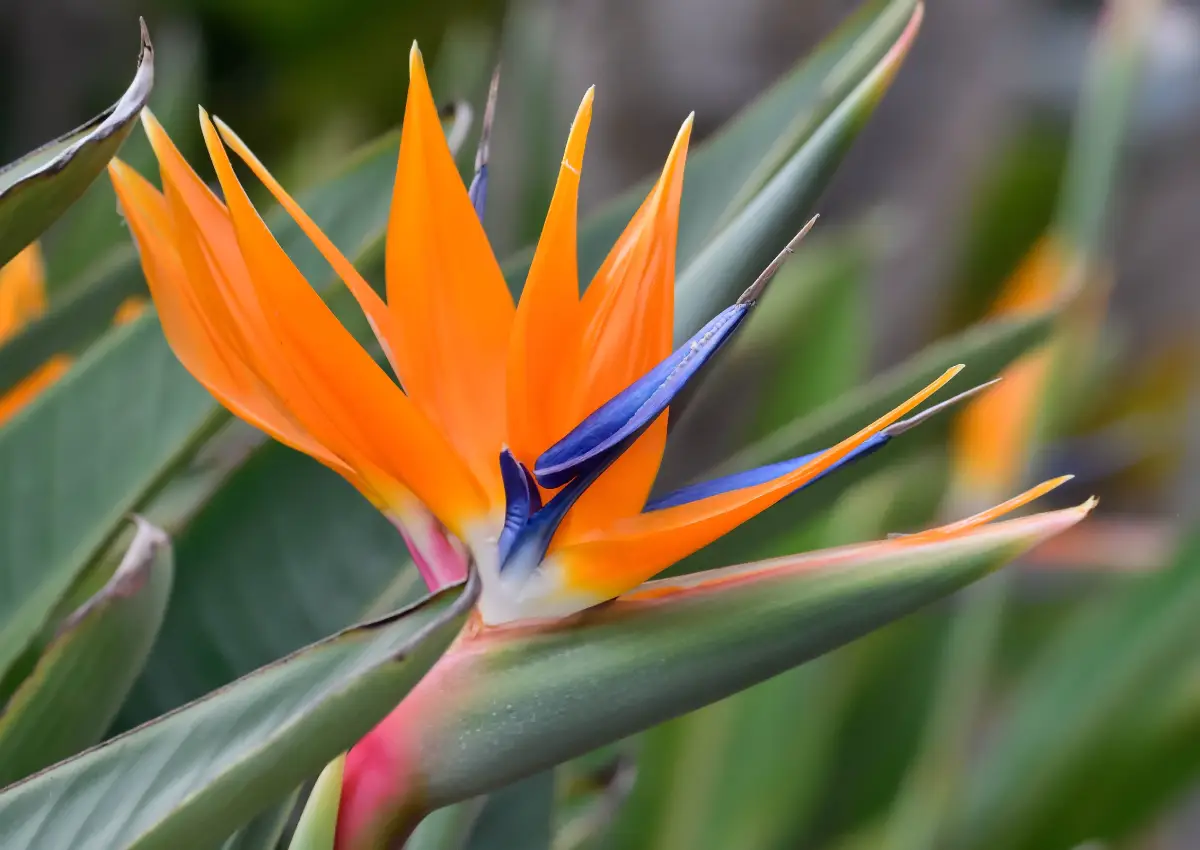 plante tropicale oiseaux de paradis jaune et rouge