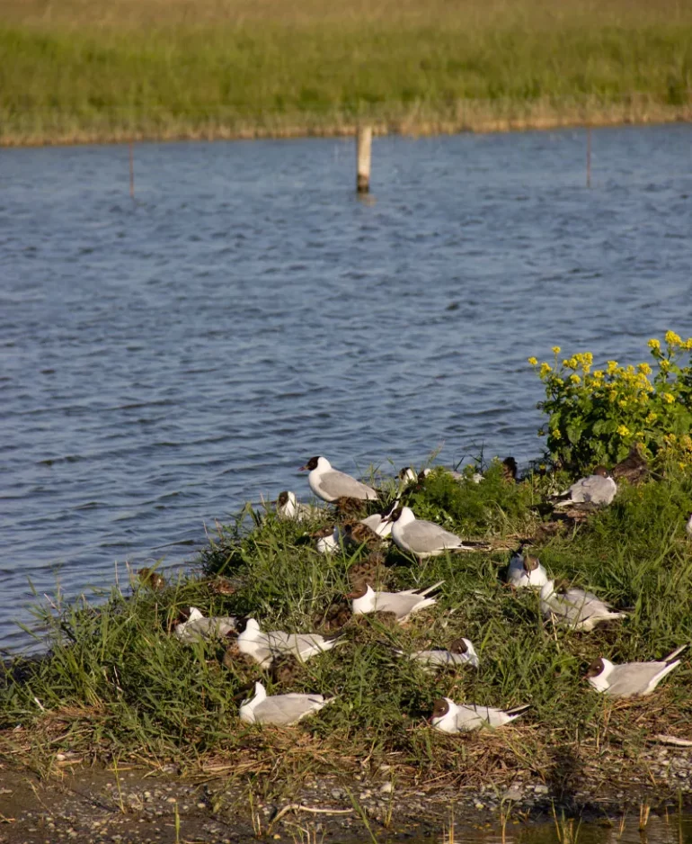 Mouettes au Parc du Marquenterre