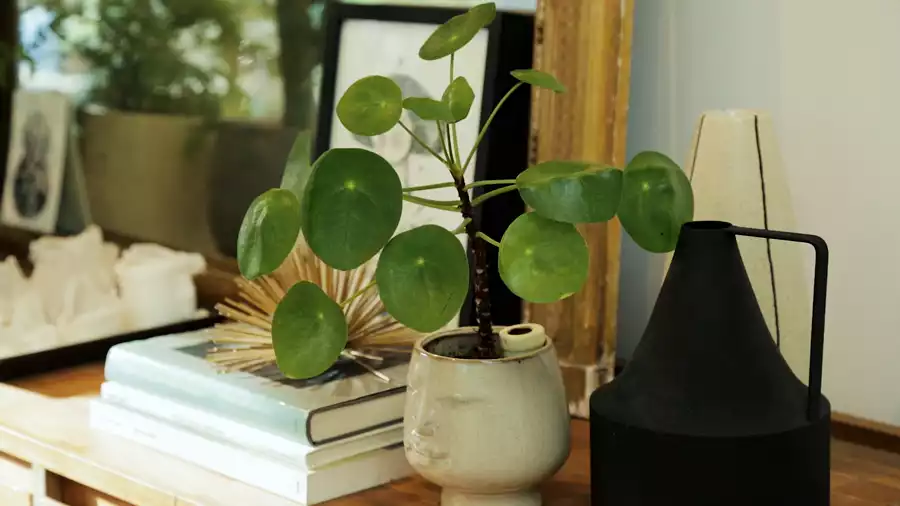 pilea plante bien-entre