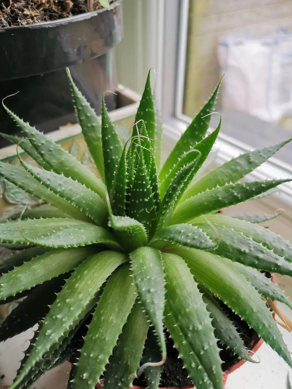 Plante aloe vera en pot