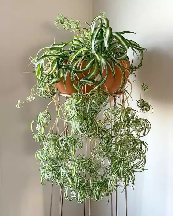 plante araignée verte exotique