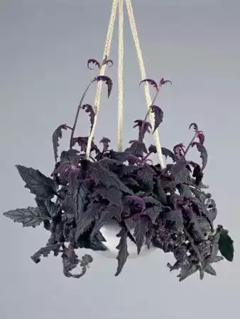 plante tropicale aux feuilles velues et mauves