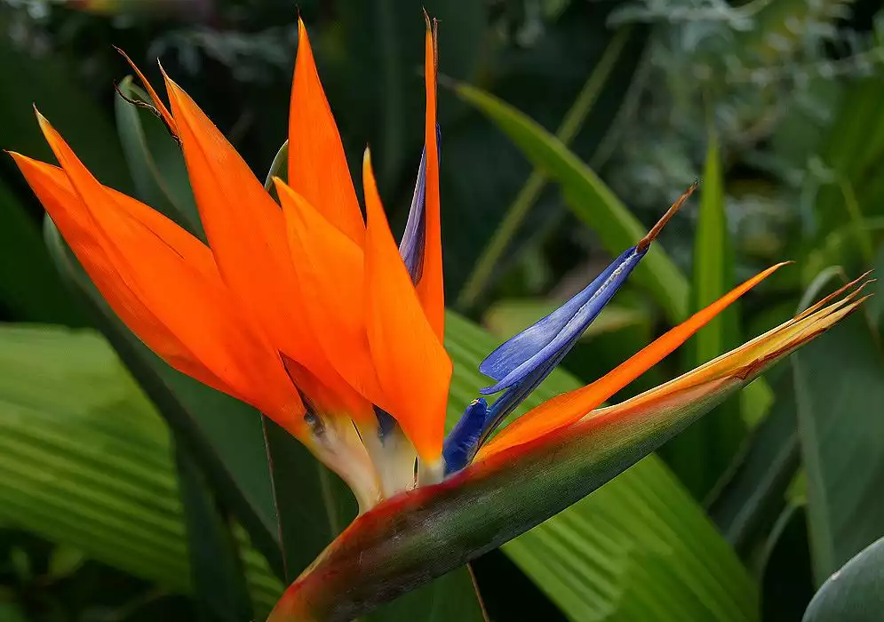 plante tropicale oiseaux de paradis jaune et rouge