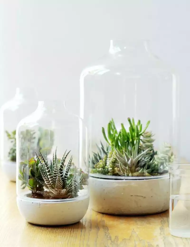 Plantes sous cloche