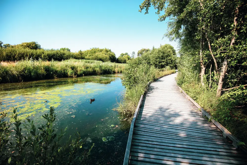 Ponton au lac des miroirs, à Condette