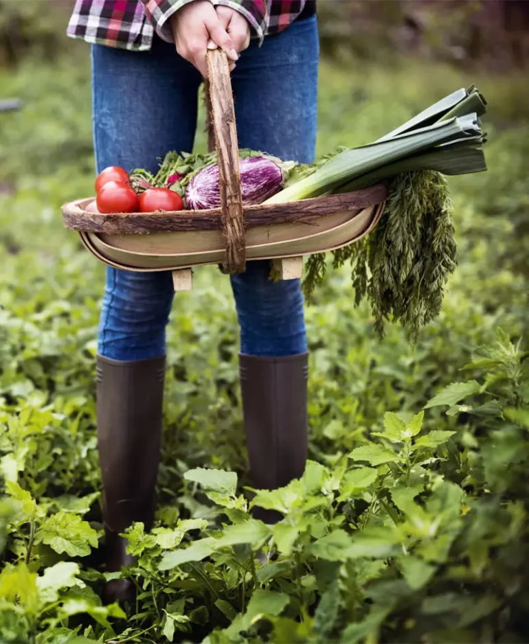 Légumes du jardin issus du potager