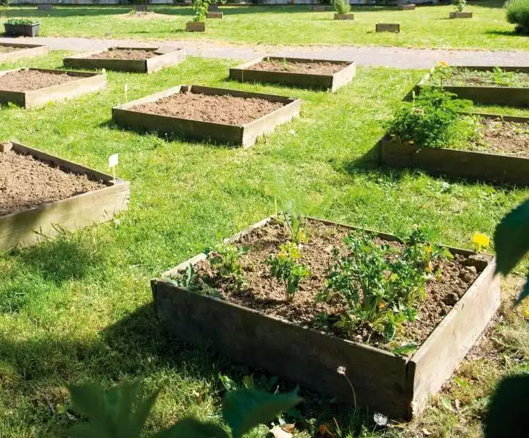 Potagers en carrés au Jardin du Lien à Tourcoing