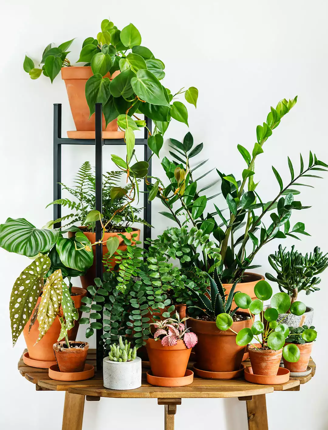 pots de fleurs tropicales en terre cuite décoration végétale