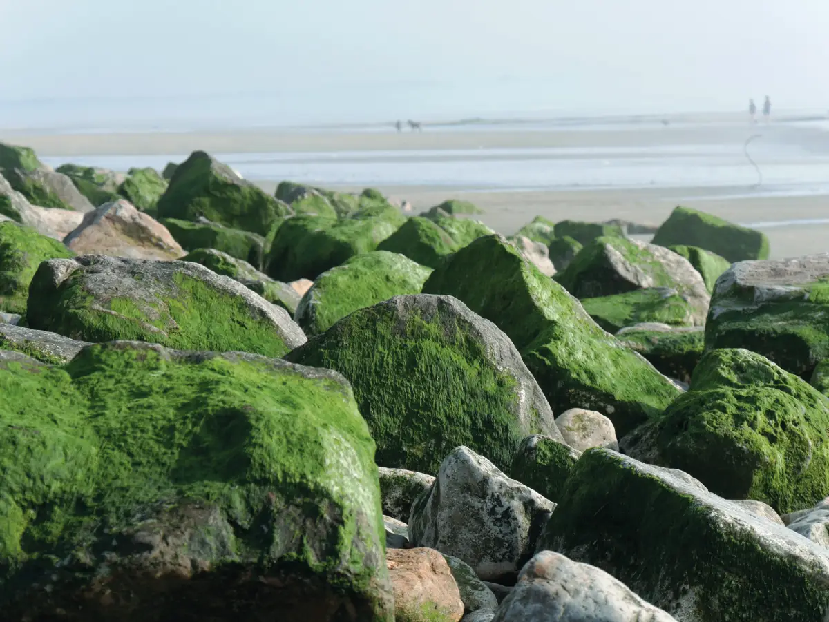 Plage sauvage de Sainte-Cécile